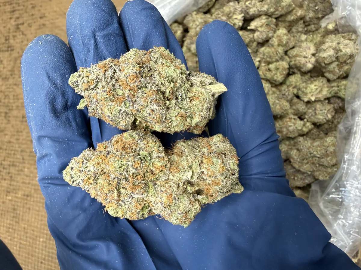 Super Lemon Pop Flower